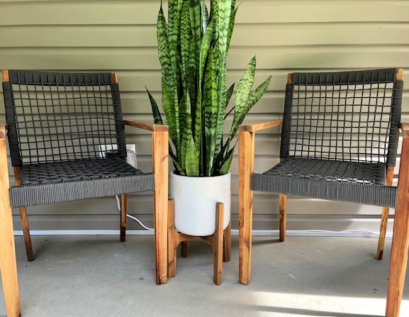 Teak furniture restoration with Two teak chairs with a snake plant in between them