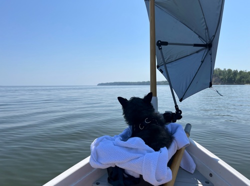 The old dog on a boat setup