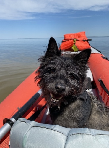 Dog on a kayak