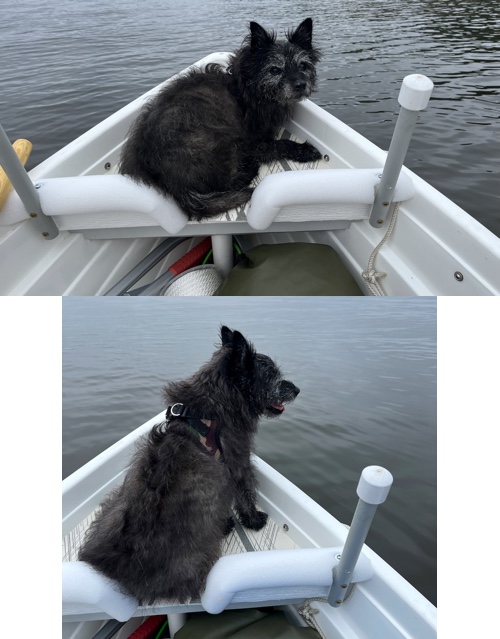 The dog on a boat - seems to love it