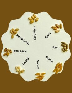 8 pictures of different wheat berries