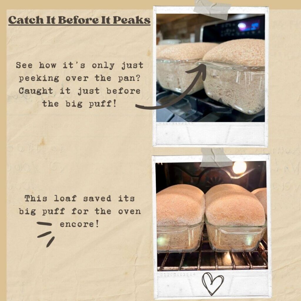 troubleshooting freshly milled bread by showing how it crests the pan and then what it looks like in the oven