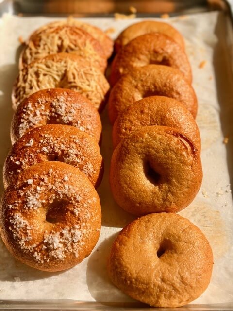 A dozen fresh milled flour bagels sitting in two rows on a cookie sheet