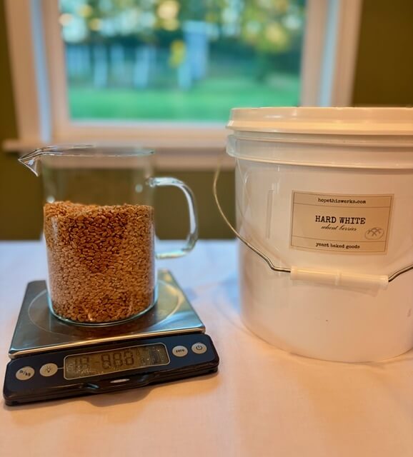 Hard white wheat berries on a scale and a bucket of them next to it